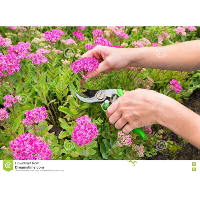 Gunting Dahan Ranting Bunga Bengkok Taman Berkebun Tanaman garden tool