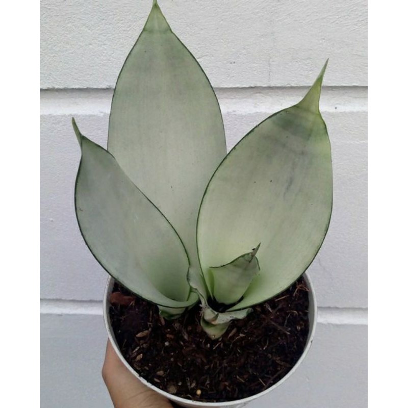 sanseviera moonshine