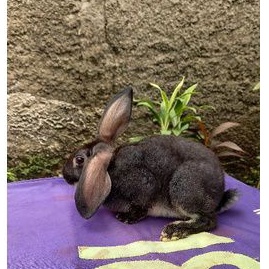 Kelinci Rex bulu karpet anakan sepasang (minus) 1.