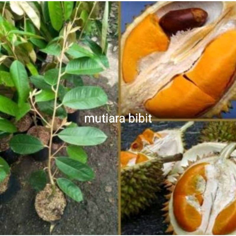 COD bibit durian super tembaga kaki 3