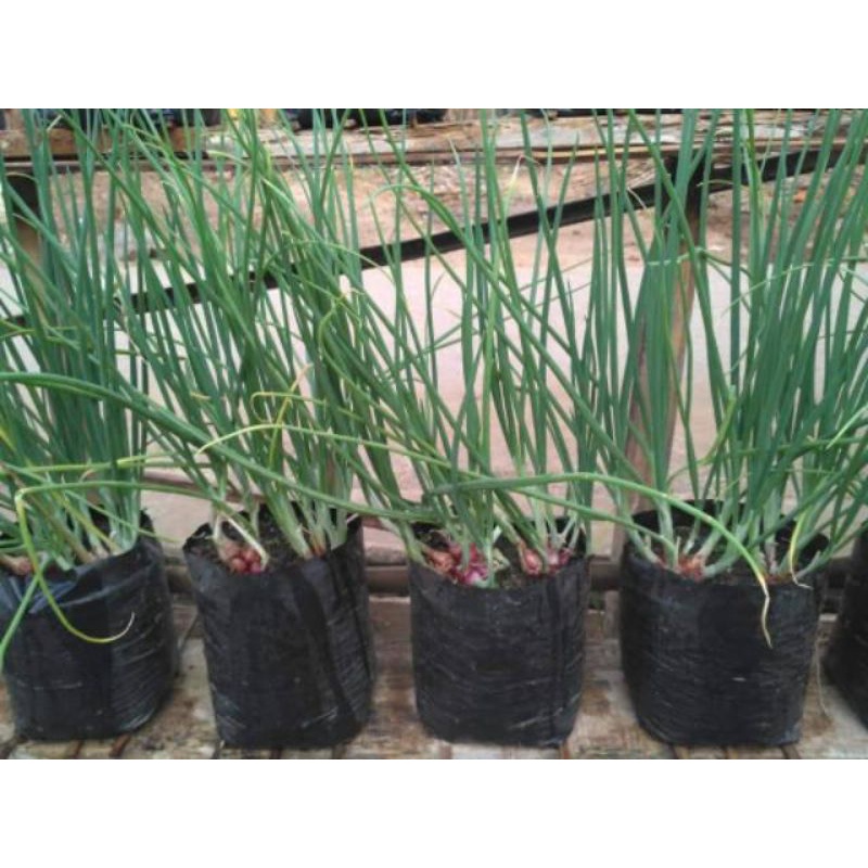 Polybag 25x25 Polibag 25 x 25 Polibek Tebal Tidak Berbau