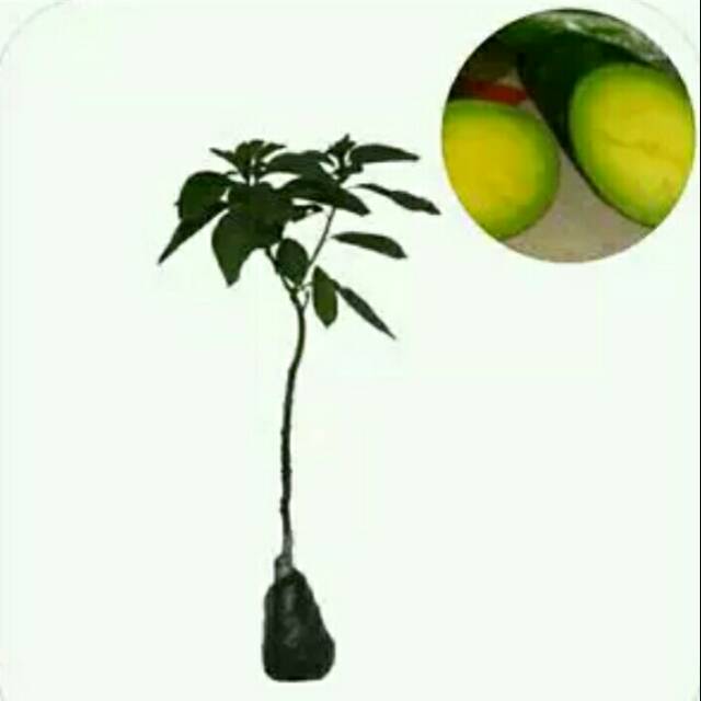 bibit buah alpukat tanpa biji