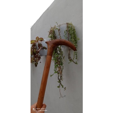 Tongkat jalan kayu Kelor emas TONGKAT BANTU JALAN KAYU KELOR EMAS Tongkat Jalan Kayu KELOR EMAS