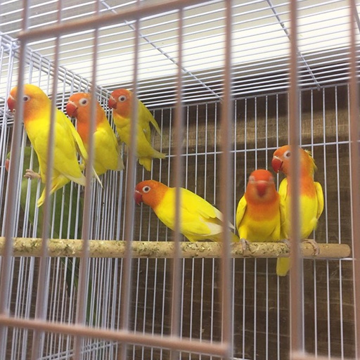 Jual Burung Lovebird Lutino Mata Merah Jantan Gacor Banyak Pilihan