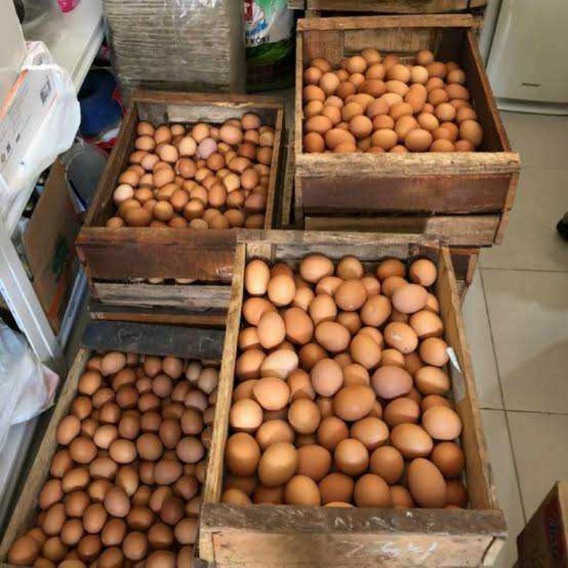 

Telur Ayam Broiler