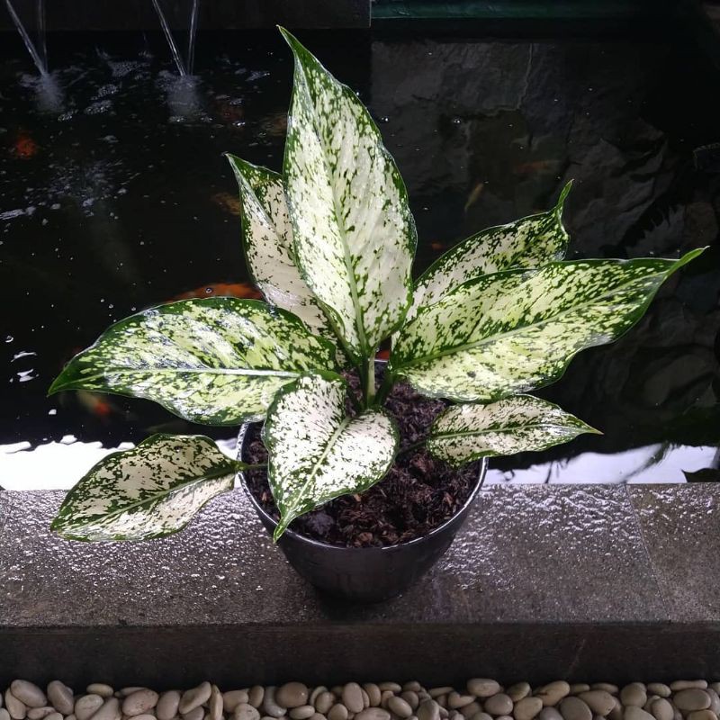bunga aglonema snow white rimbun