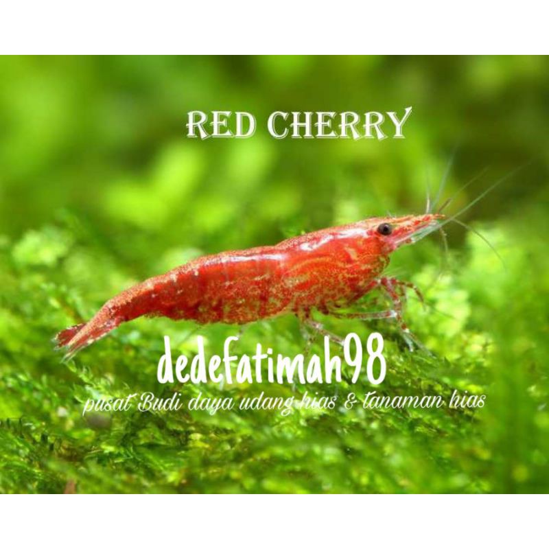 udang hias aquascape red Cherry