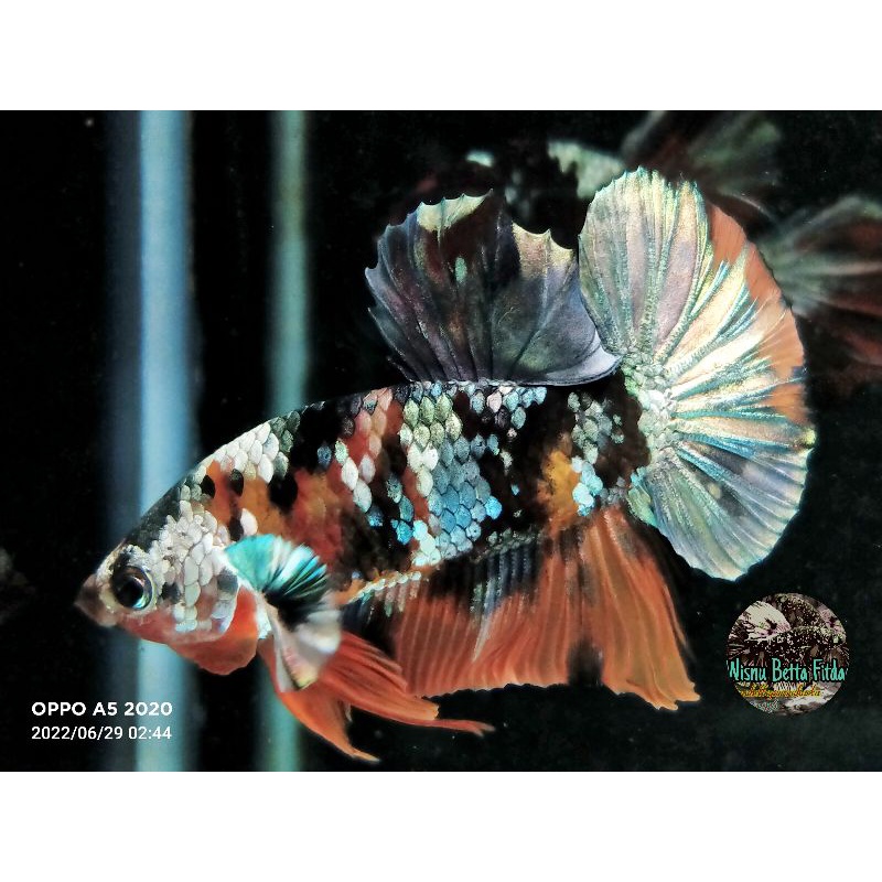 cupang Nemo candy copper