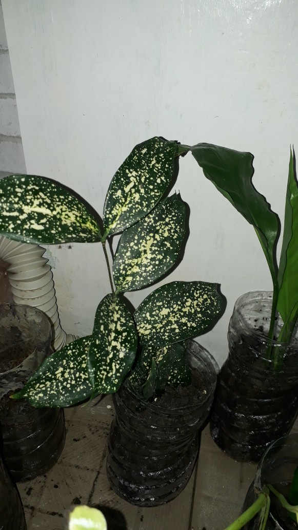 Spatifilum Green/peace Lily Green
