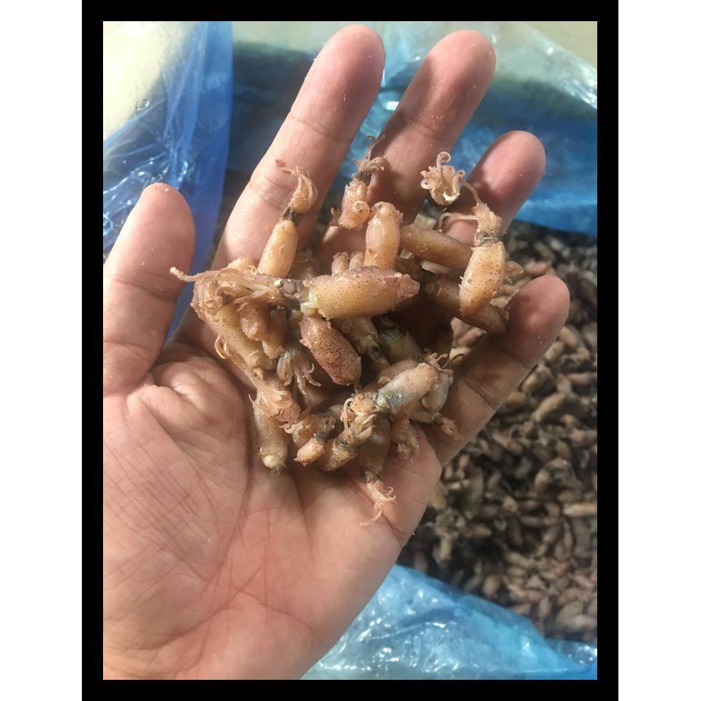 

BARU! BABY CUMI / CUMI ASIN / CUMI SOTONG 500 GRAM GRADE A+ MURAH