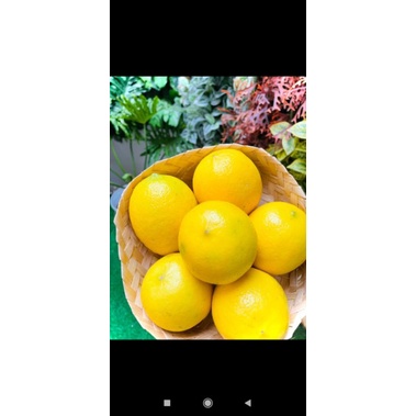 

LEMON CALIFORNIA PREMIUM 500gr fresh lemon