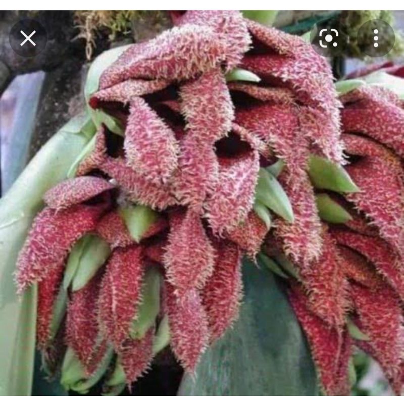 bulbophyllum phalaenopsis dasi