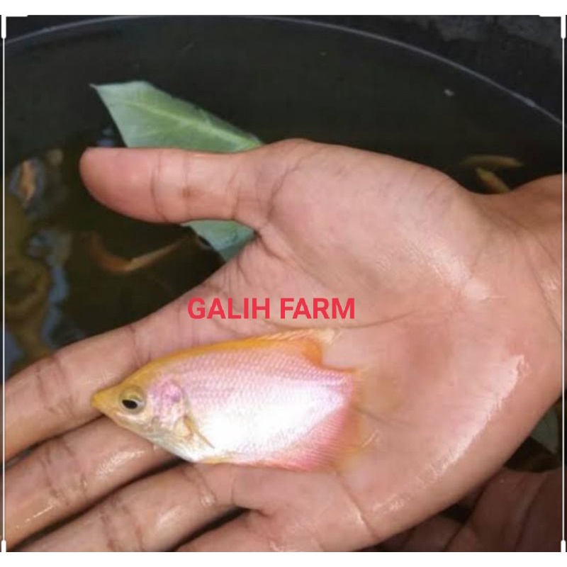 bibit ikan gurame padang