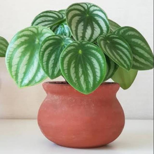 Tanaman Hias watermelon Peperomia-peperomia watermelon