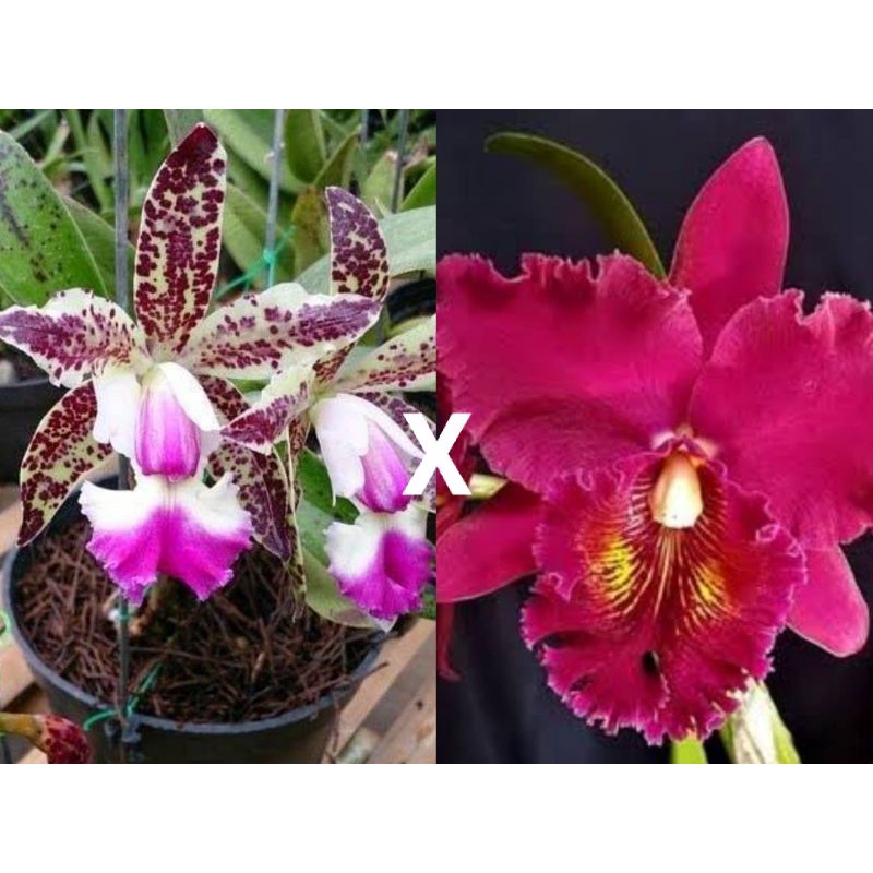 Anggrek Cattleya tianmu sesame x Cattleya chia lin, kondisi remaja