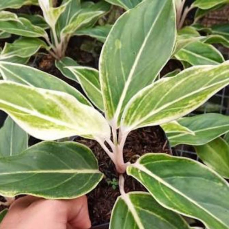 jual tanaman aglonema lipstik white/lipstik putih