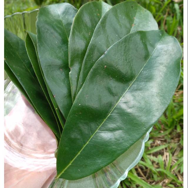 

Daun sirsak segar - Daun sirsak fresh 1kg