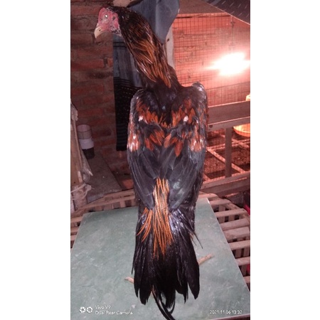 ayam bangkok ekor lidi