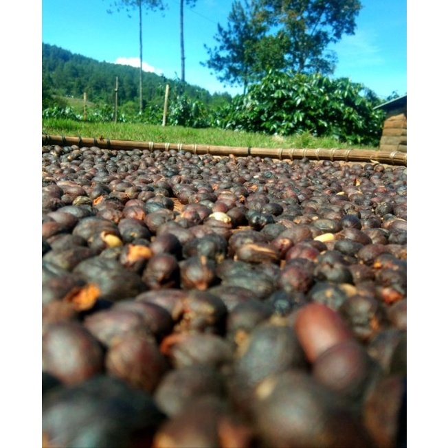 

Green bean Arabica NATURAL-Biji Kopi Bukit Semilir Garut