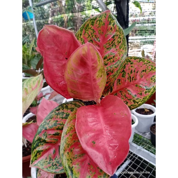 aglo.wulandari jumbo