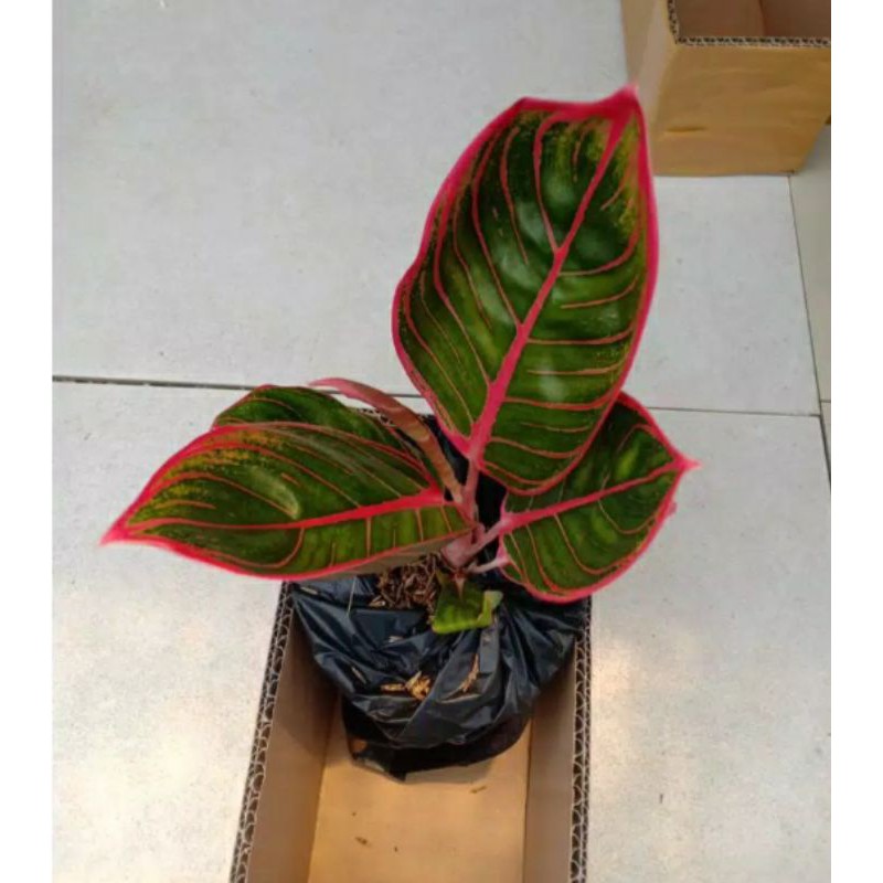 Pohon Hias Aglonema Khanza/Khanza Aglonema