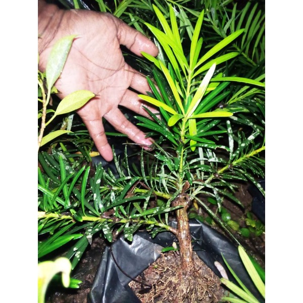 Bahan Bonsai Lohansung