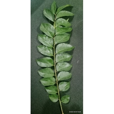

daun kari / salam koja / daun korobelek 5 tangkai