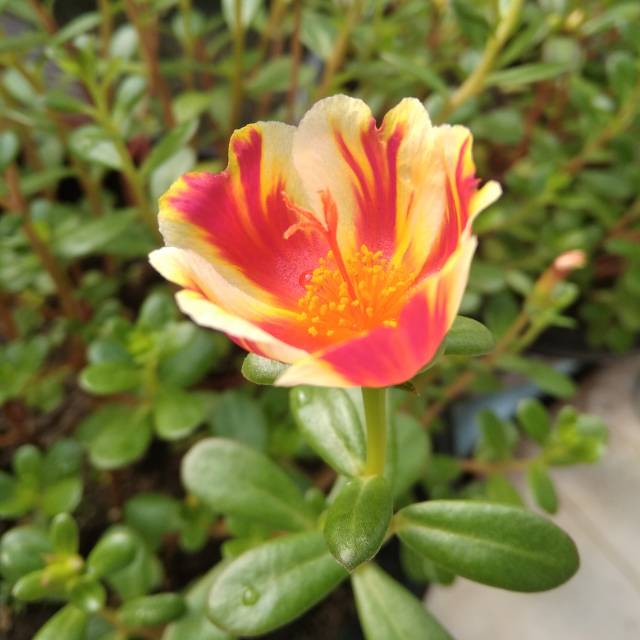 Krokot Duna Strawberry Fire 6 stek batang bibit krokot portulaca purslane mossrose mawar tanah