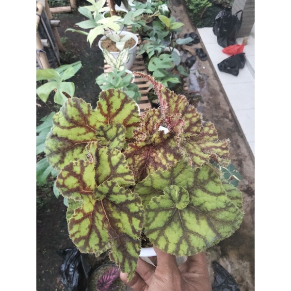 Tanaman Hias Begonia Keong macan rex