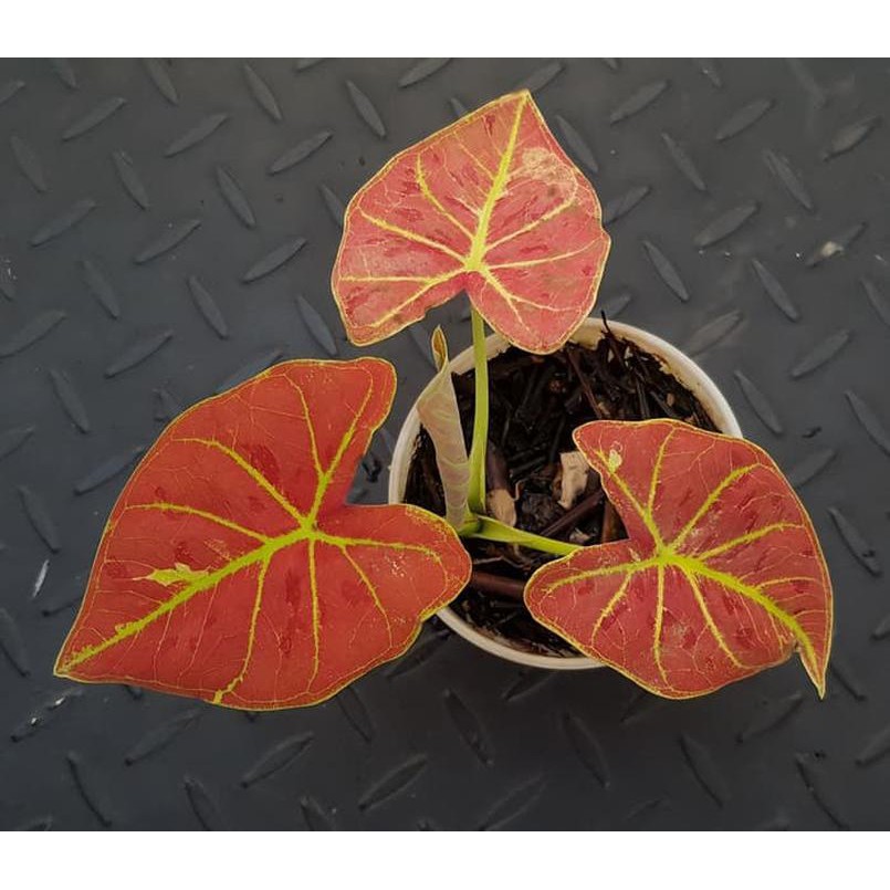 16880 Keladi Hias Thailand Im Caladium Daun Orange Diskon Shopee Indonesia