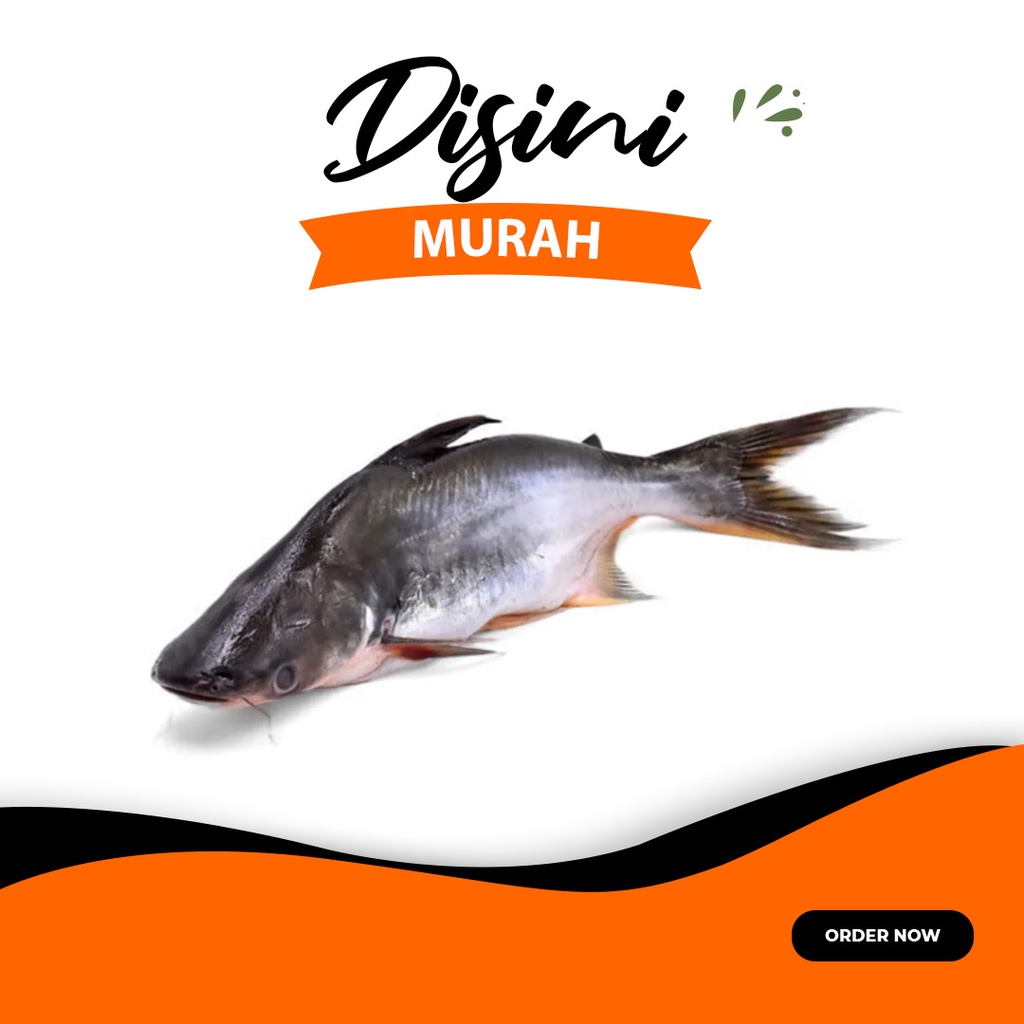 

Ikan Patin per 500 gram