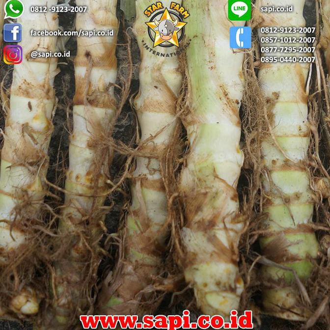 Bibit Rumput Odot  300 Stek