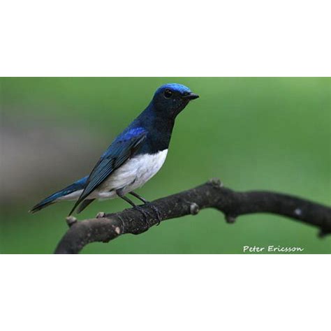Burung Tledekan Laut jantan Bahan