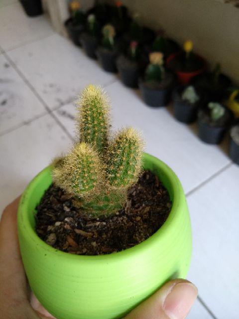 Kaktus Dan Sekulen ( Minimal 30 Packs )