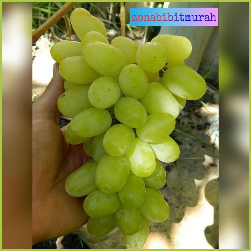 BIBIT ANGGUR IMPORT LANDYSH GRAFTING