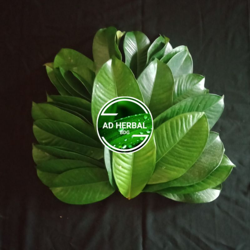 

Daun Manggis Pres Segar 1Kg Petik Lansung