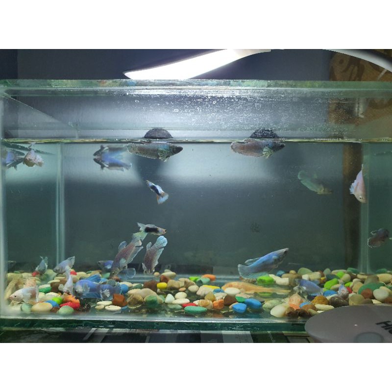 Cupang Plakat DumboEar