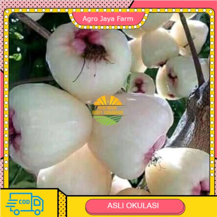 Bibit Jambu air madu susu