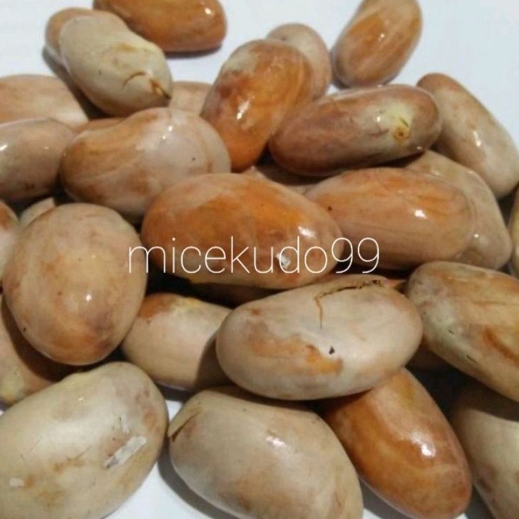 

BIJI NANGKA MENTAH 500GR SEGAR / BETON / FRESH JACKFRUITS JACKFRUIT SEEDS RAW