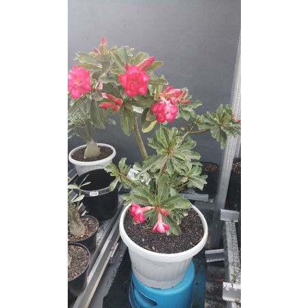 Adenium ori tumpuk pohon original dari biji