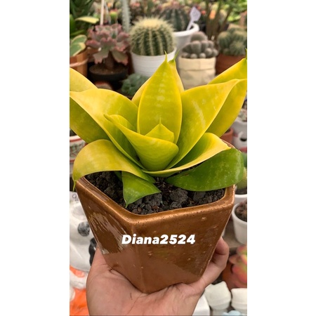 Golden Honey Philippines ON POT 15 CM
