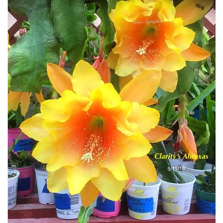 Tanaman hias Wijaya Kusuma bunga kuning orange / Wijaya Kusuma