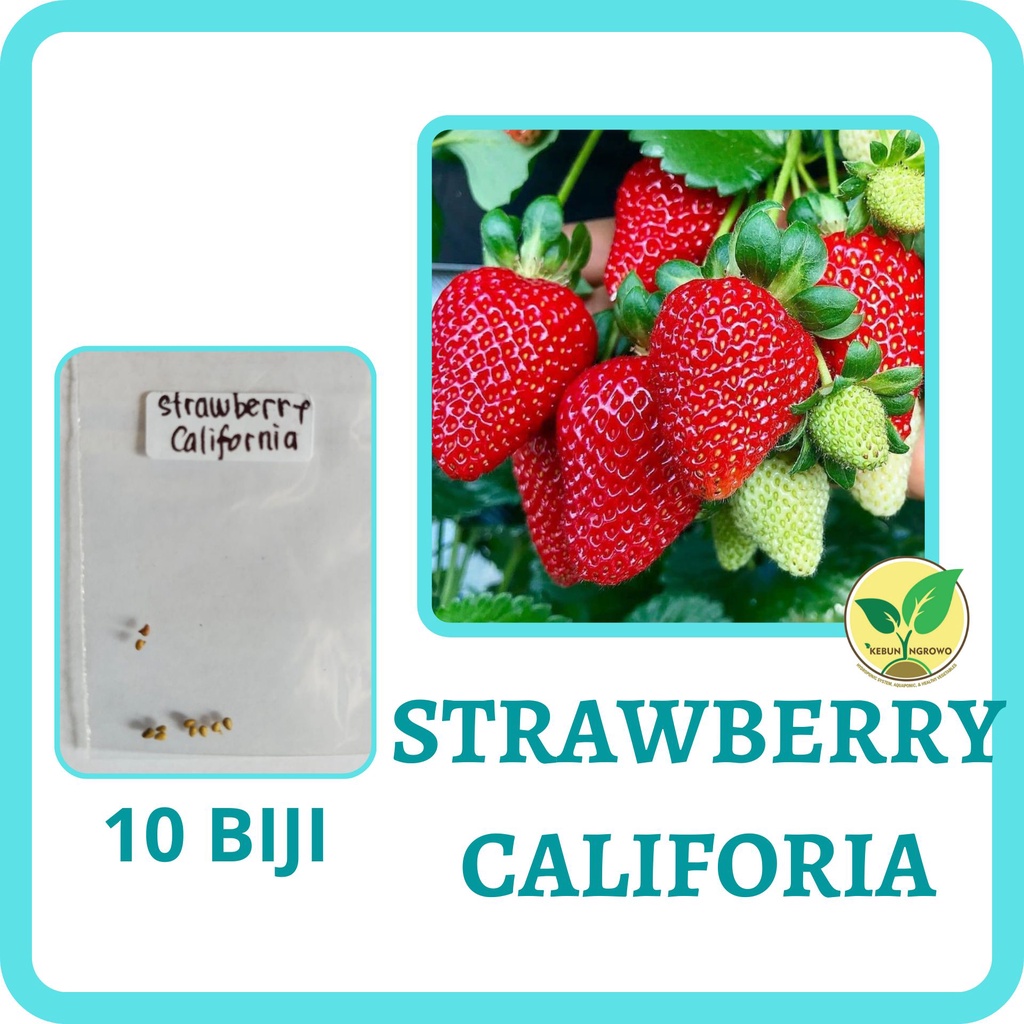 Jual 10 Benih Biji Strawberry California | Shopee Indonesia