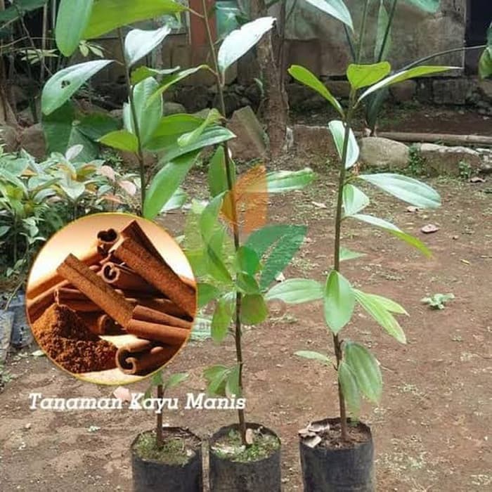 Tanaman Herbal Kayu Manis