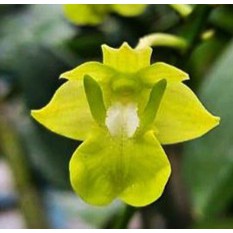 Anggrek Dendrobium Bifalce Flava Remaja Selfing
