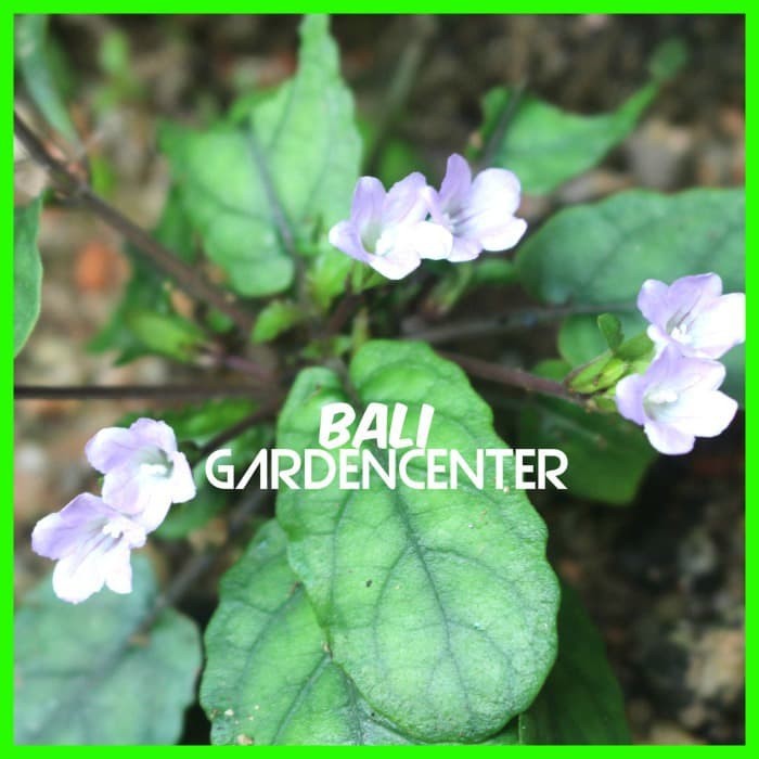 Tanaman Herbal Gempur Batu - Keji Beling