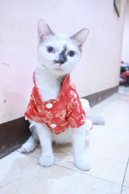 Dress shanghai chongsam merah imlek 2020 / dress kucing dan anjing murah size S M L XL