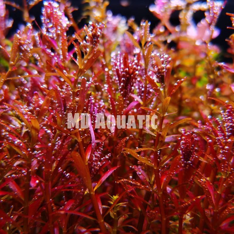 Rotala Blood Red (tanaman Aquascape)