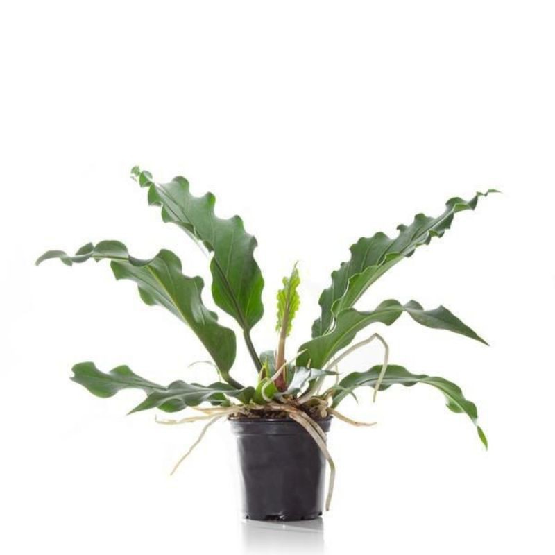 tanaman hias gelombang cinta -  anturium gelombang cinta - antorium gelombang cinta