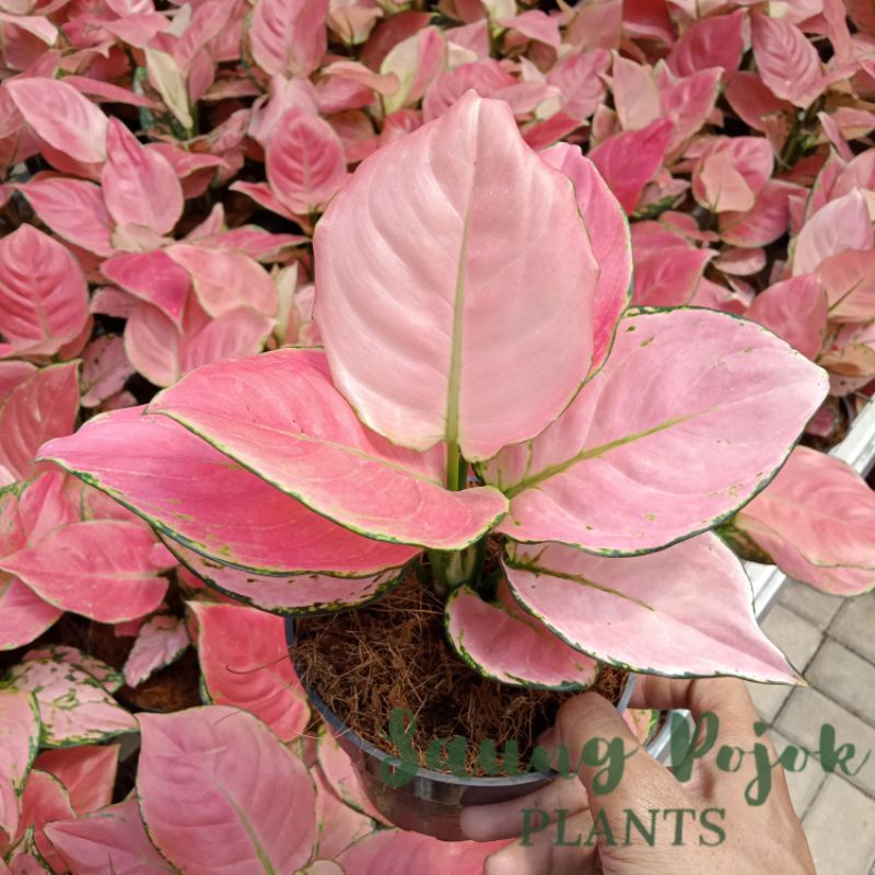 Aglonema Super Pink Catrina Dewasa Daun 8-9-10-11++